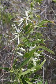We did not find results for: Clematis Linearifolia Ranunculaceae Flowering Vines Clematis Vines