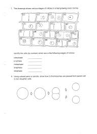 During which mitotic phase do chromosomes arrive and line up at the equator of the cell? The Calvin Cycle Student Worksheet Answers Printable Worksheets And Activities For Teachers Parents Tutors And Homeschool Families