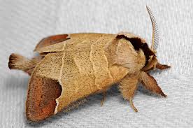 Image result for Clostera curtula