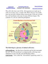 Check spelling or type a new query. Animal Cell Endoplasmic Reticulum Cell Nucleus