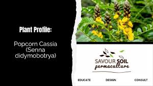 Image result for Senna didymobotrya