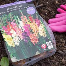 Plant the corms every couple of weeks from march to may for a succession of flowers right through the summer and into autumn. When To Plant Gladiolus Bulbs Hunker Gladiolus Bulbs Garden Bulbs When To Plant Gladiolus Bulbs