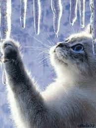 Weitere ideen zu lustige schneebilder, schneebilder, bilder. Dreamies De Fcpa7k3wpsr Gif Katzen Tierbilder Katze Im Schnee