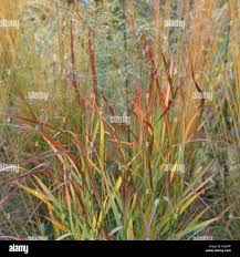 Image result for Panicum pansum
