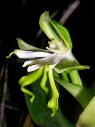 Image result for Bonatea