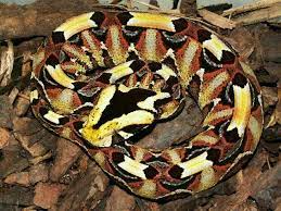 Gaboon X Rhino Viper Hybrid Reino Animal
