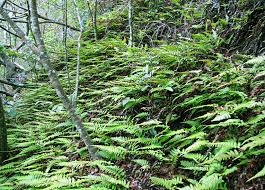 Image result for Blechnum australe