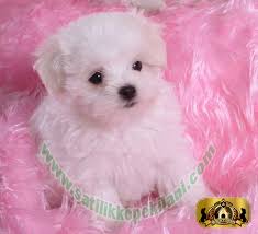 Bestdog Heaven Bursa Kopek Ciftiligi Satilik Kopek Ilanlari Kopek Yavru Kopek