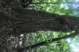 Image result for Panda oleosa