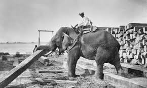 Did George Orwell shoot an elephant ...
