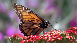 Friend Of The Earth Lidera Censo Mundial Para Proteger A Las Mariposas En Peligro De Extincion Sustempo