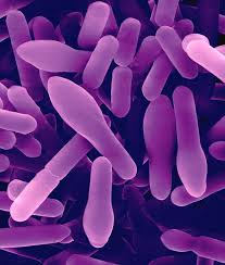 Image result for Clostridium