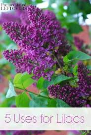 5 Uses For Lilacs Gardening Tips Lilac Bushes Lilac
