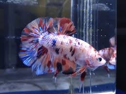 Wmw novel digital 11.606 views1 month ago. Ikan Cupang Termahal Di Indonesia Harganya Bisa Mencapai Puluhan Juta Rupiah Purwakarta News Halaman 4