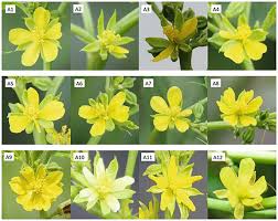 Image result for Corchorus pseudocapsularis