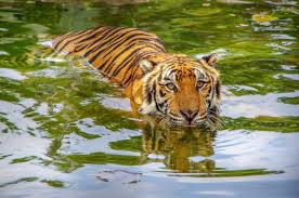 Bengal tigers are renowned for their power and strength. Amazing Facts About Bengal Tigers Onekindplanet Animal Education