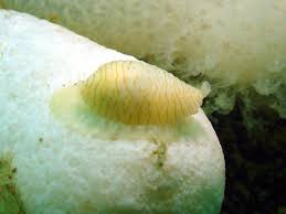 Image result for Phaulopsis sangana