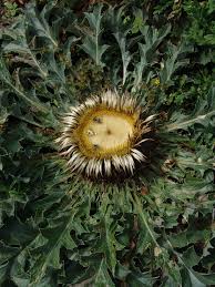 Image result for Pleiotaxis argentea