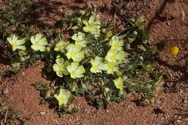 Image result for Grielum