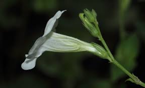 Image result for Asystasia sp. (Biegel 5184)