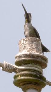 Image result for Monotes hypoleucus