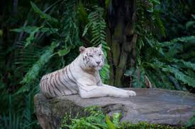 Singapore night safari is sg clean certified. Singapore Zoo Night Safari Or River Safari Admission Ticket With Round Trip Transfer Tourtipster Com