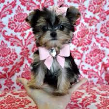 Tiny tinker is just an adorable morkie! Pin On Dogs