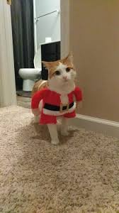 She said she loves you. Kitty Costumes Album On Imgur