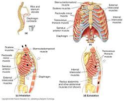 It's pointing to a lower spot of the rectus femoris. Intercostal Respiratory Muscles The Respiratorymuscles Anatomy And Physiology Respiratory Physiology