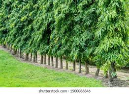 Maybe you would like to learn more about one of these? Ashoka Tree Mast Tree Garden Background Stock Photo Edit Now 1500086846