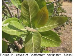 Image result for Bridelia ferruginea