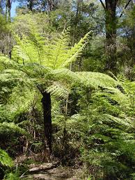 Image result for Cyathea cf. humilis
