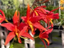 Image result for Cyrtorchis neglecta