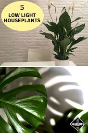 5 Houseplants That Can Grow With Little To No Light Low Light Plants Houseplants Low Light Growing Plants Indoors