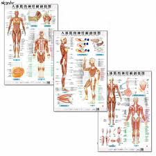 Thai art drawing about the human body on the front view. Anatomy Of The Human Body Muscle And Nerve Charts 3pcs Front Side Back English And Chinese Female Male Bilingual Posters Anatomy Human Anatomy Muscleanatomy Female Aliexpress