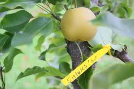 The shinko asian pear tree is also called an apple pear. Shinko Pear On Ohxf 97 Cummins Nursery Fruit Trees Scions And Rootstocks For Apples Pears Cherries Plums Peaches And Nectarines