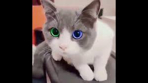 Kedinin Gozleri Cok Guzel Masallah Masallah Kedi