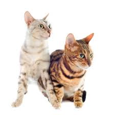 If you are adopting your cat, dog or rabbit from the bc spca, spay/neuter is included in the adoption fee. Cat Spay Cost Eastcott Vet Clinic Swindon