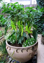 Starting jalapenos from seed is an option for those who are in an area with a short growing season. Growing Hot Peppers In Containers How To Grow Chili Peppers In Pots Balcony Garden Web