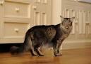 Oriental Longhair Cat Info, Temperament, Care, Training ...