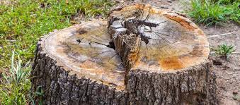 We work efficiently to get the job done. Tree Service Georgetown Tx Tree Pruner Complete Tree Care