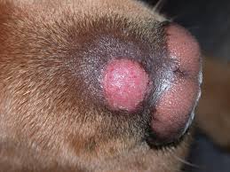 What could this be? answered by dr. Dermatophytosis In Dogs And Cats Integumentary System Merck Veterinary Manual