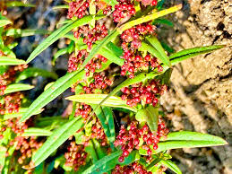 Image result for Ammannia prieuriana