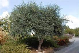 Check spelling or type a new query. John Is Very Allergic To Olive Trees And Yet This Swan Hill Breed Is Supposed To Be Low Allergy Hmmmm Growing Olive Trees Trees To Plant Plants