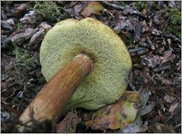 Image result for Boletus badius