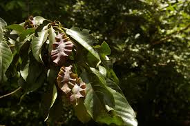 Image result for Terminalia sambesiaca