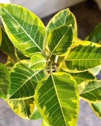 Rubber plant is a bold evergreen that gets its name from the sticky sap that dries into rubber. Ficus Altissima Yellow Gem Elastica Ficus Yellow Gems Plants