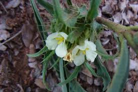 Image result for Crabbea kaessneri