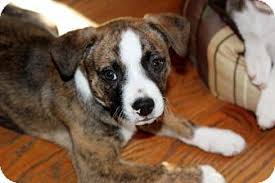 We are a local ct rescue dedicated to those rescue and abused dogs that can't speak for themselves. Boston Terrier Puppies Rescue Ct Pets Lovers