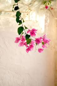 Pin By Joanna Richards On Bougainvillea Beautiful Flowers Pretty Flowers Pink Flowers